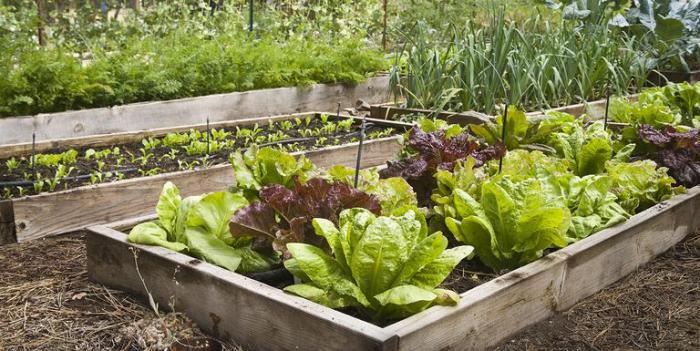 Hydroponics for Sustainable Backyard Gardening Hydroponics for Sustainable Backyard Gardening