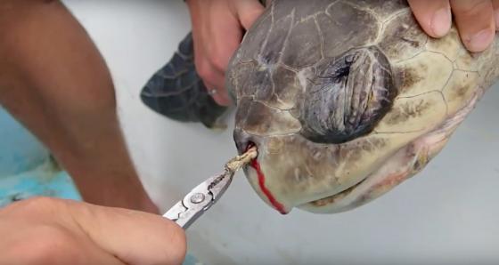 No More Plastic Straw Please: We Throw Away 500 Million Plastic Straws Daily No More Plastic Straw Please: We Throw Away 500 Million Plastic Straws Daily